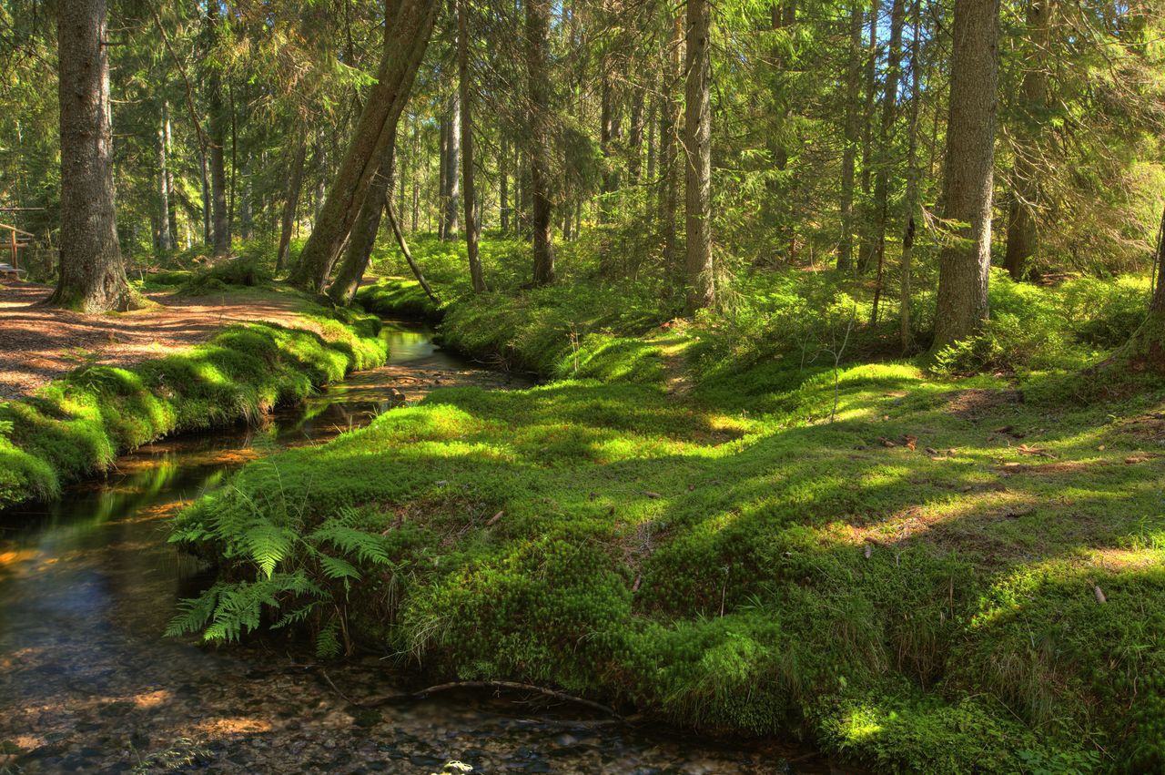 Bernau Im Schwarzwald: Wiesen, Wälder, Weiden - Natur Erleben Im ...