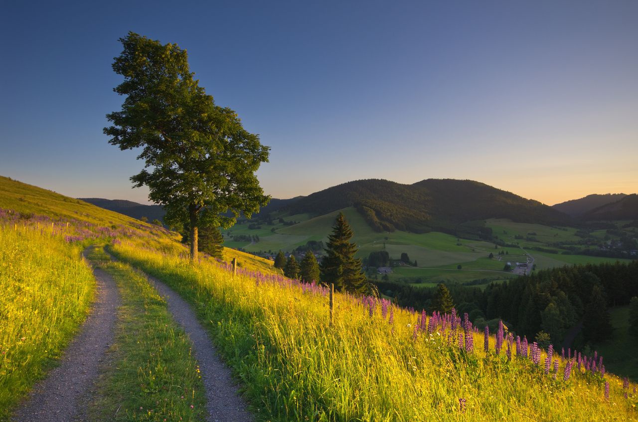 Panoramaweg In Bernau Im Schwarzwald