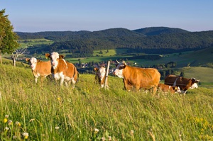 Auf den Weidfeldern des Bernauer Hochtals sehen Sie oft die Hinterwälder Rinder, die kleinste Rinderrasse Europas. Foto: Michael Arndt
