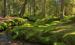 Romantisch: Das Taubenmoos bei Bernau, Ortsteil Oberlehen. Foto: Erich Spiegelhalter